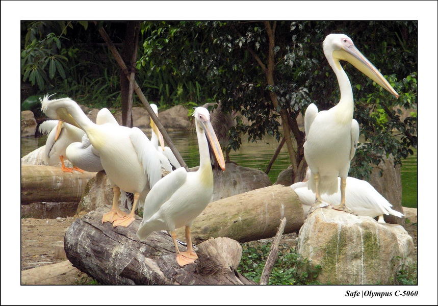 2005 - 06 - Jurong Birdpark 32.JPG